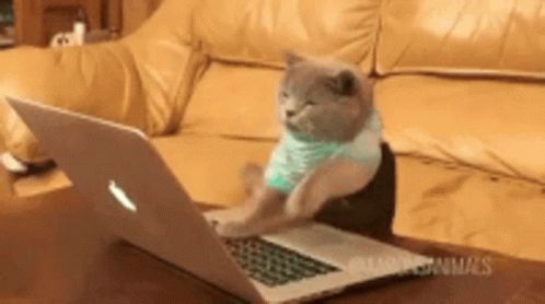 Coding Cat Meme